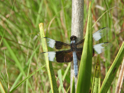 寡妇,撇水蜻蜓,blue darter dragonfly,自然,美,褐色,野生动物,蜻蜓,水平画幅,无人