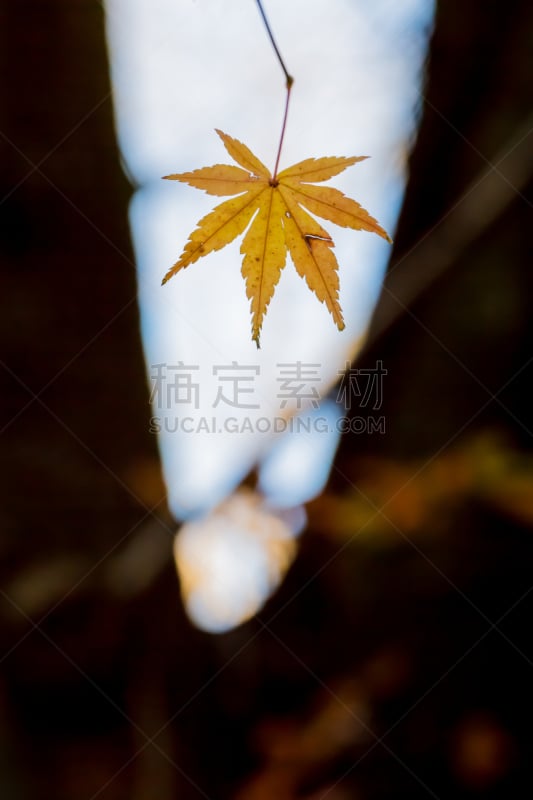 叶子,日本,红松,五月柱,鸡爪枫,四季,枫叶,自然,垂直画幅,美