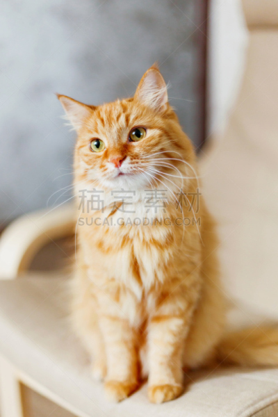 姜黄色的猫,可爱的,毛绒绒,宠物,好奇心,椅子,垂直画幅,注视镜头,家畜,色彩鲜艳