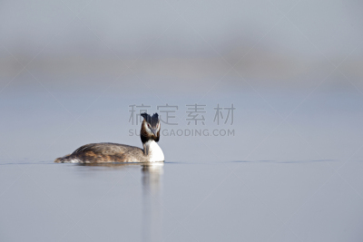 荷兰,有冠鸊鷉,湖,成年的,户外,冬天,自然界的状态,美,背景,环境