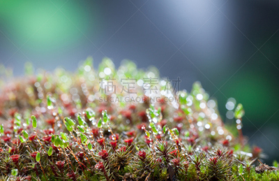 苔藓,雨,小丘,杜松苔,原叶体,孢子体,苔藓植物,沼泽,水,水平画幅