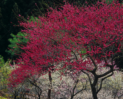 花朵,美,里山,水平画幅,无人,梅花,户外,非凡的,反差,白色