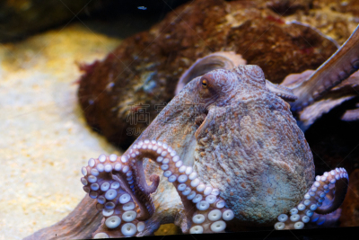 水族馆,章鱼,海洋,水,水平画幅,大西洋群岛,水下,动物身体部位,北美歌雀,俄罗斯