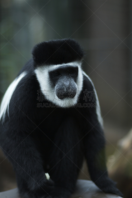 black and white colobus,垂直画幅,哺乳纲,食草动物,2015年,非洲,动物毛发,黑白图片,灵长目,叶子