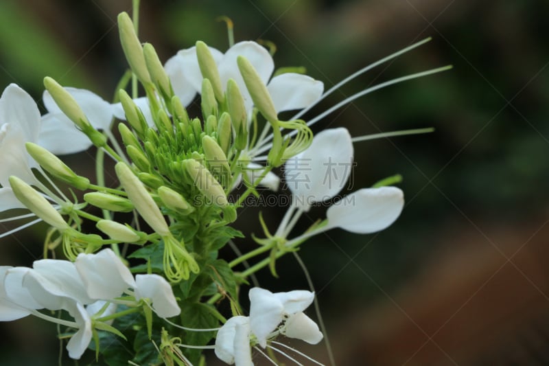 醉蝶花,园林,白色,自然,清新,粉色,紫色,泰国,图像,花朵