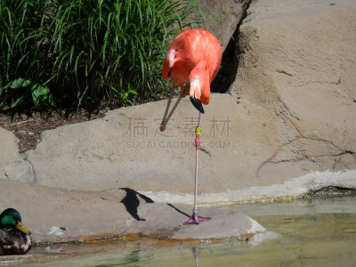 岩石,弗拉明戈舞,粉红色,水彩画颜料,与众不同,荷兰加勒比海,波耐尔,颈,热带鸟,水平画幅