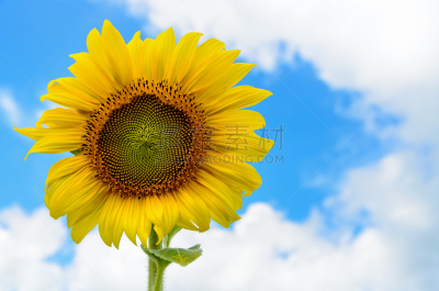 天空,向日葵,common sunflower,背景,水平画幅,无人,夏天,户外,泰国,仅一朵花