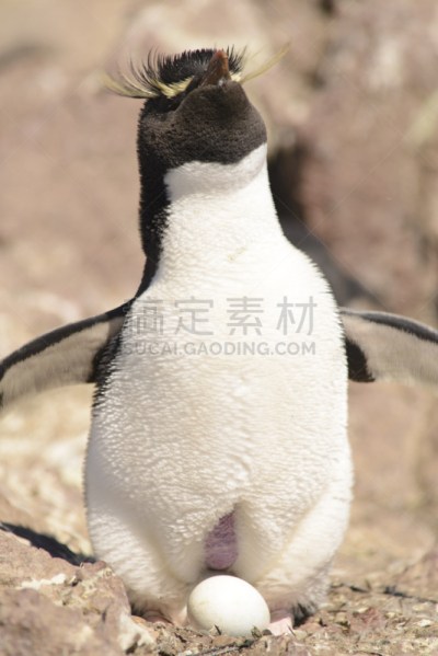 岩石跳跃企鹅,垂直画幅,无人,鸟类,企鹅,户外,美洲,巴塔哥尼亚,滨水,白色