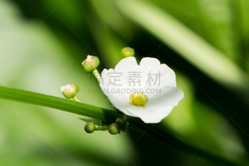 凤眼莲,花朵,自然,美,水平画幅,绿色,无人,特写,泰国,白色