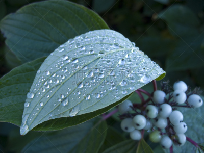 雨,修改系列,地下水,重新造林,水,新的,水平画幅,无人,湿,叶脉