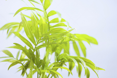 桌子,自然,水,水平画幅,绿色,无人,日本,湖,室内植物,植物