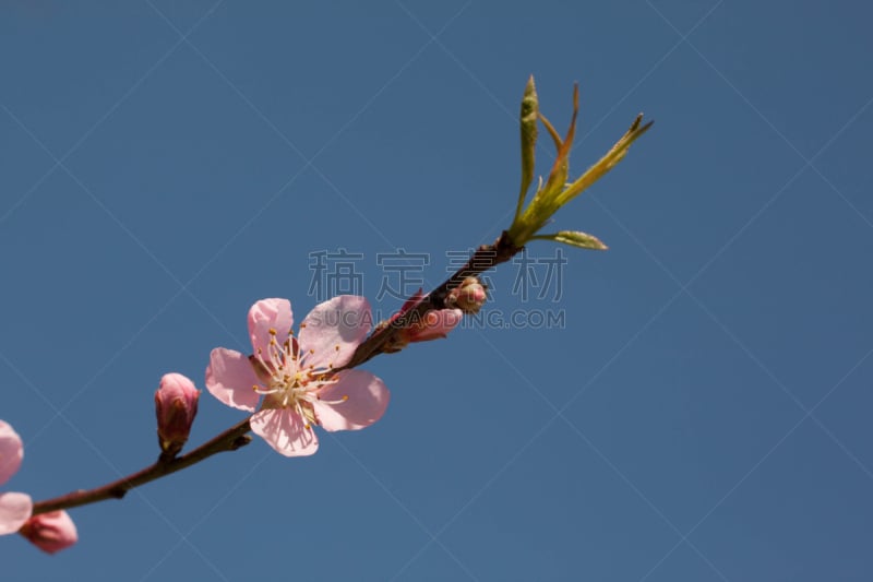 李子,粉色,花蕾,叶子,虫害的突然蔓延,枝,特写,式样,叶斑病,李树