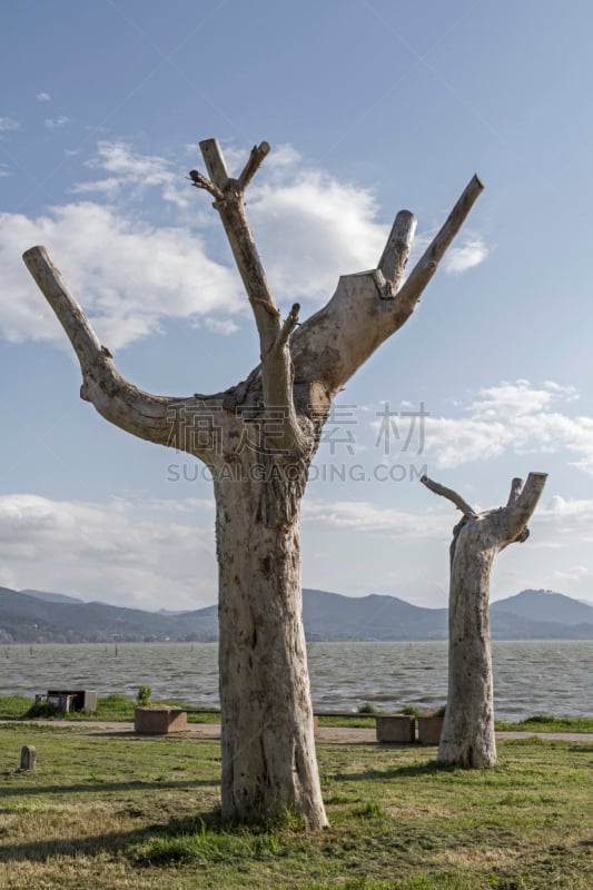 特莱西梅努湖,小无花果树,垂直画幅,水,地形,山,无人,户外,湖,滨水