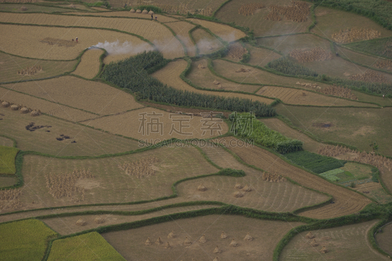 梯田,稻,水稻梯田,稻田,稻田画,水平画幅,地形,无人,泥土,户外