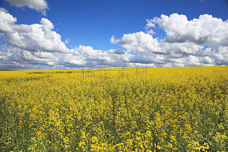 云,黄色,田地,明亮,油菜花,背景,农业,云景,食品,环境