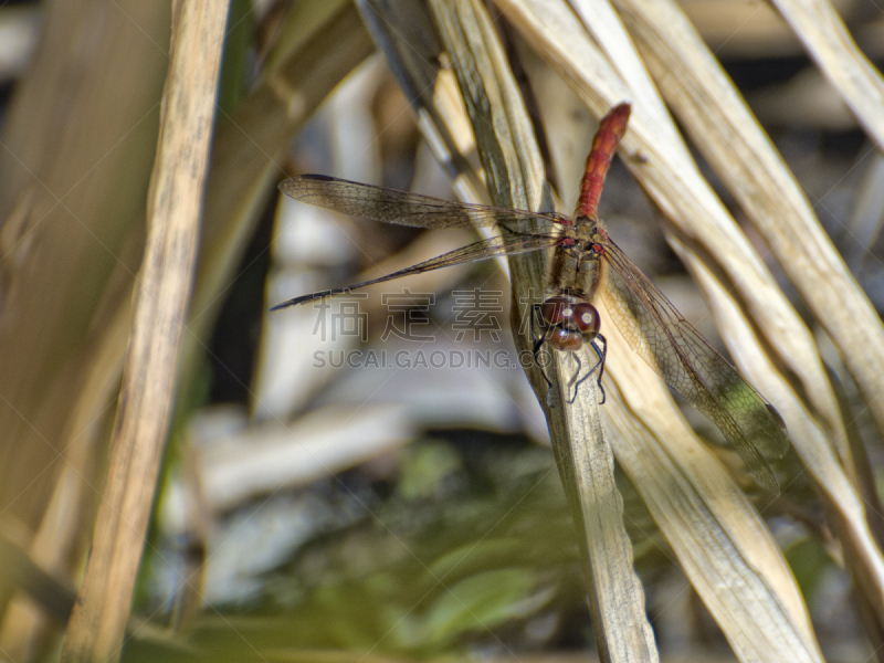 鹭管鱼,blue darter dragonfly,自然,条斑赤蜻,野生动物,蜻蜓,水平画幅,动物身体部位,野外动物,夏天