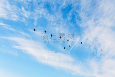 多云,天空,鸟编队飞行,代表,v形,云景,云,柔和色,动物,鸟类