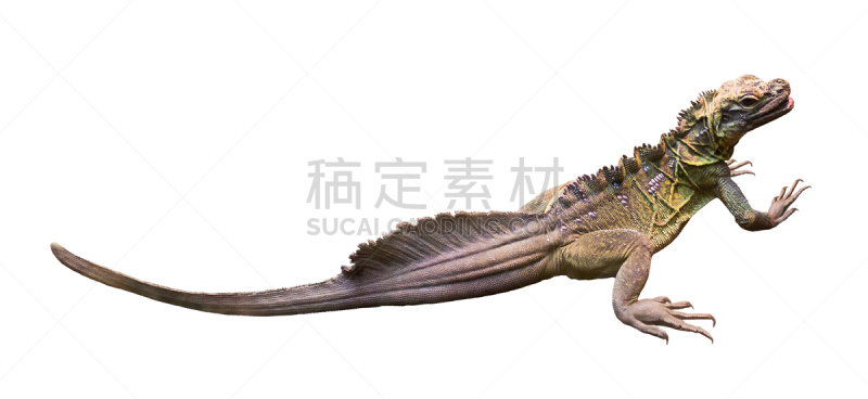 菲律宾帆鳍蜥蜴,自然,野生动物,水平画幅,无人,全景,全身像,白色背景,背景分离,特写