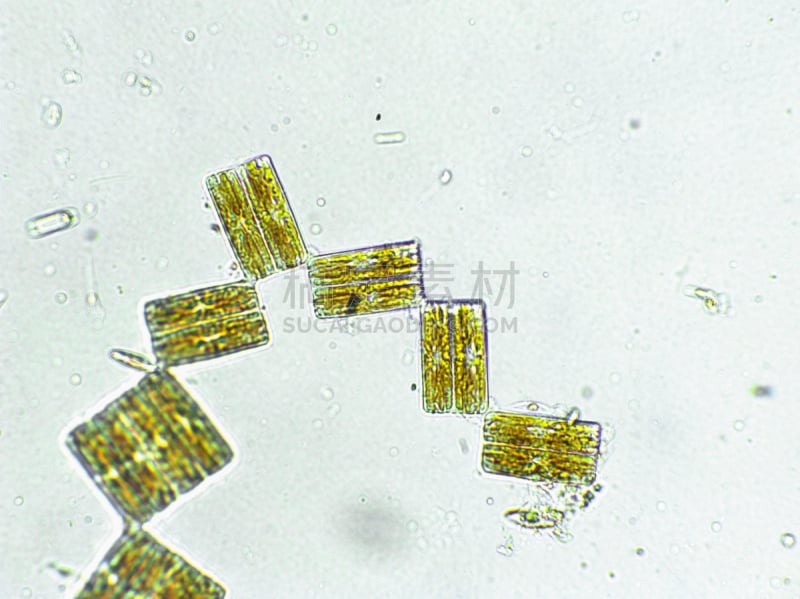 放大效果,在下面,生物燃料,显微镜,科学实验,生物课,细胞,池塘,细胞核,硅藻属