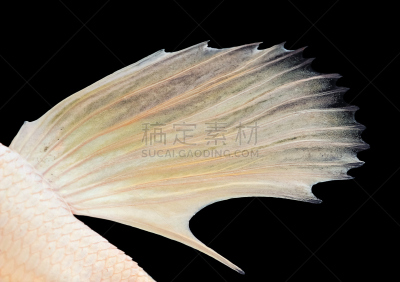 暹罗斗鱼,尾巴,式样,水平画幅,动物斑纹,特写,淡水,动物鳍,侧面视角,鱼缸