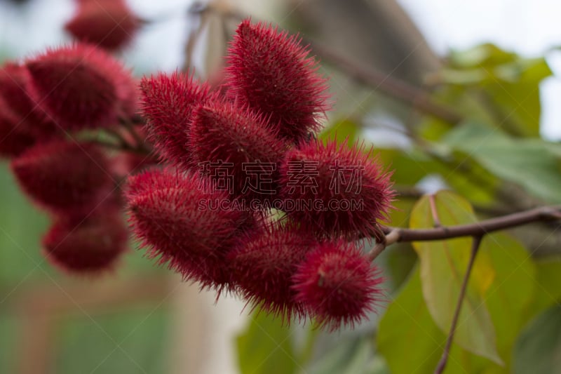 口红树,自然,水平画幅,绿色,无人,红色,植物,巴西,环境,大特写