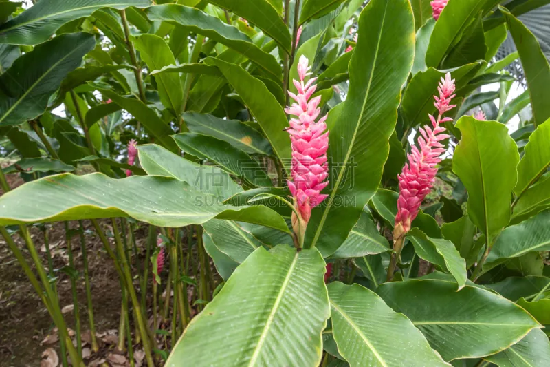 红色 哥斯达黎加 姜花 无人 生姜 植物 紫姜 图像 水平画幅 花朵图片素材下载 稿定素材