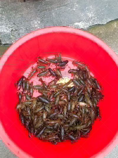 螯虾,水槽,大群动物,塑胶,动物,大螯虾,阳朔,鲶鱼,桂林,货摊