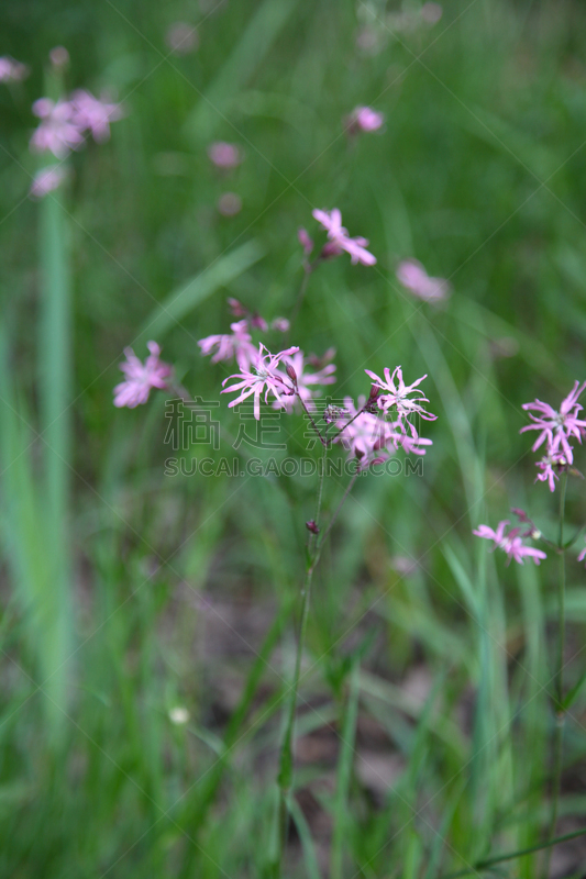 矢车菊,索洛涅,轮峰菊,垂直画幅,草原,无人,户外,草,白色,植物