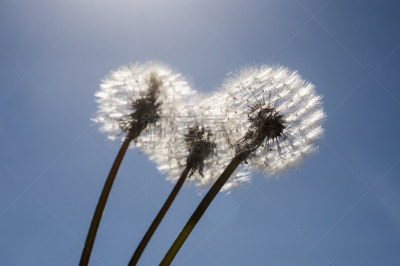 蒲公英,天空,美,风,灵感,水平画幅,云,蒲公英种子,夏天,户外