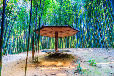 韩国,潭阳郡,竹林,亭台楼阁,公园,风,长椅,水平画幅,枝繁叶茂,无人