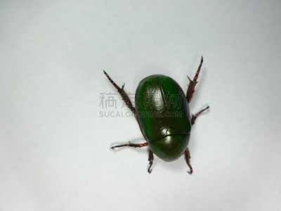 绿色,甲虫,水平画幅,高视角,小的,无人,白色背景,特写,一只动物,影棚拍摄