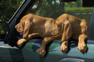 汽车视镜,两只动物,小狗,越野吉普,多功能车,猎犬,褐色,寻回犬,水平画幅,陆用车