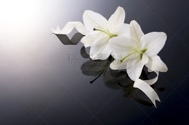 百合花 白色 水平画幅 复活节百合 无人 日本 材料 特写 黑色背景 影棚拍摄图片素材下载 稿定素材 百合花 白色 水平画幅 复活节百合 无人 日本 材料 特写 黑色背景 影棚拍摄图片素材下载 稿定素材