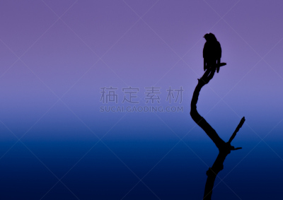 鸟类,死亡的动物,树燕,自然,野生动物,水平画幅,无人,蓝色,野外动物,黄昏