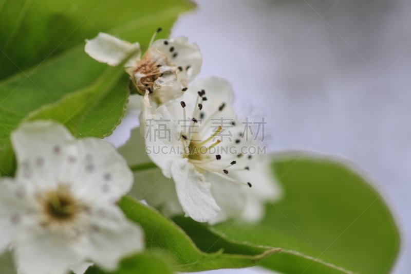 樱桃树,花朵,特写,白蝴蝶,灰蝶科,库肯霍夫花园,水平画幅,枝繁叶茂,樱花,蝴蝶