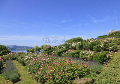 都市风景,城市,楚格,水平画幅,山,无人,草坪,玫瑰,户外,湖