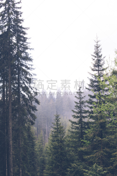 松树,森林,自然,垂直画幅,地形,无人,早晨,夏天,户外,光