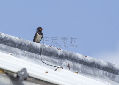 燕子,欧亚家燕,家燕,动物交配,水平画幅,鸟类,湿,动物习性,英格兰,乡村风格