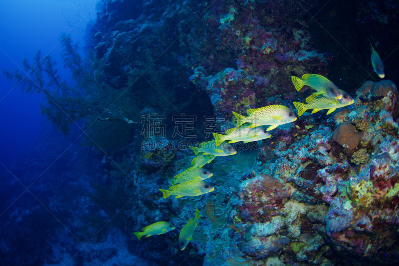 black spotted sweetlips,水平画幅,水肺潜水,无人,水下,埃及,苏丹共和国,野外动物,户外,生态多样性