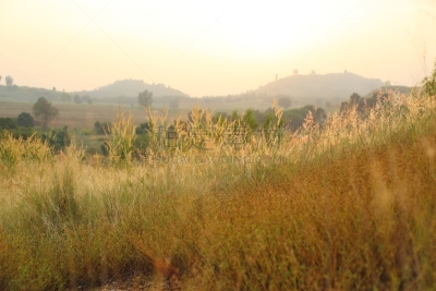 Field of Melinis Repens in the morning