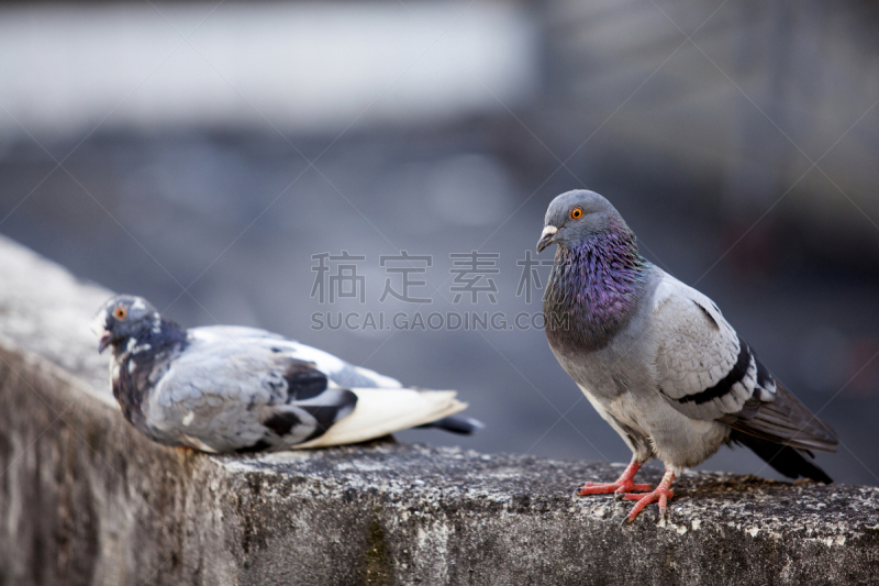 鸽子,岩石,鸽子竞赛,原鸽,自然,水平画幅,无人,摄影