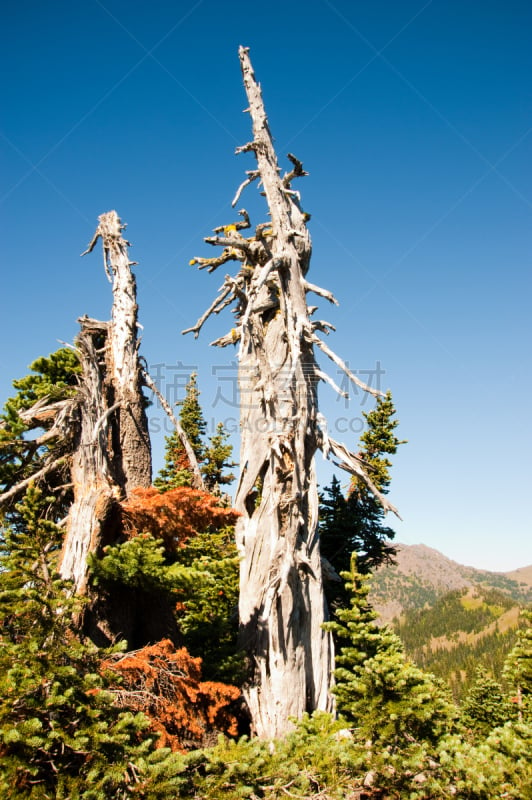 飓风山脊,奥林匹克山,自然,垂直画幅,公园,草地,地形,山,无人,户外