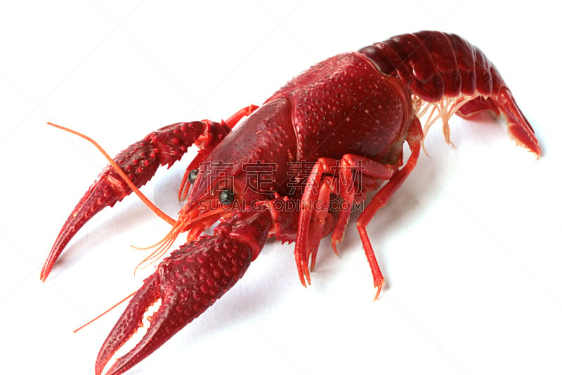 白色背景,红色,螯虾,水平画幅,无人,生食,海产,背景分离,特写,影棚拍摄