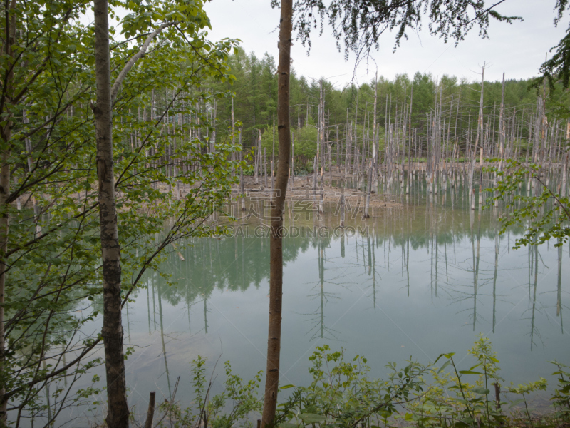 铂,青绿色,池塘,度假胜地,旅游目的地,水平画幅,无人,铝,北海道,上川支厅