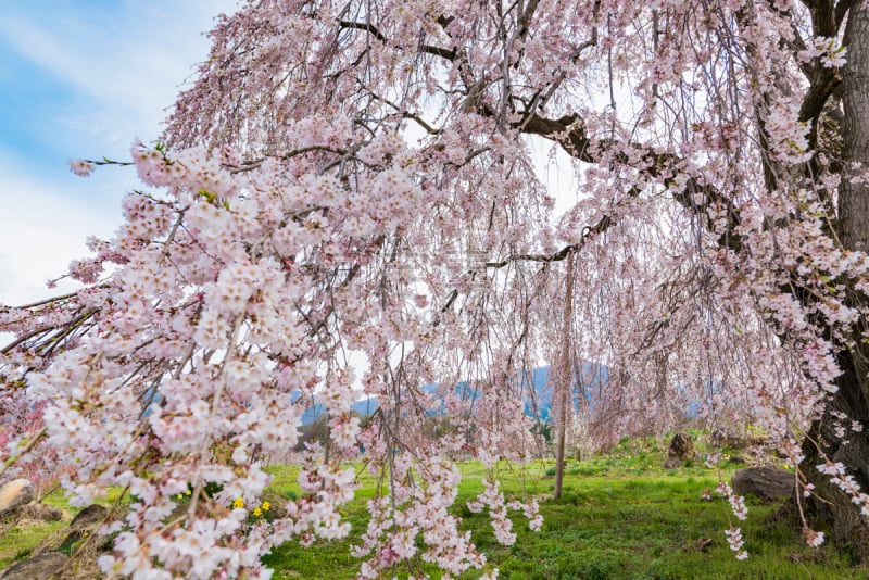 垂枝樱花,长野城,长野县,天空,美,新的,水平画幅,樱花,樱桃,无人