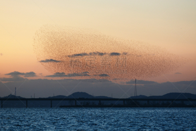 花脸鸭,丰富,群众,牧鸭人,装饰鸭,抱着树,水,天空,水平画幅,形状