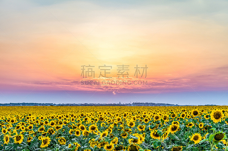 向日葵,田地,平原,云,花朵,暗色,阳光光束,在上面,common sunflower,天空