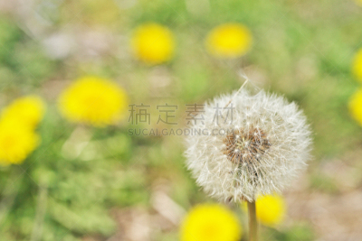 蒲公英,草原,水平画幅,绿色,无人,日本,藤泽市,户外,野生植物,野花