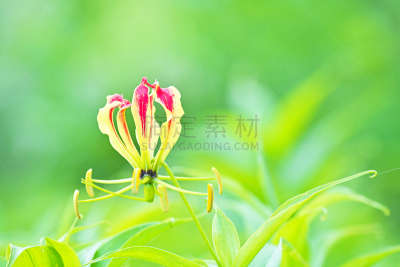 火红色百合,六月,水平画幅,无人,日本,藤泽市,夏天,红色,植物茎,花蕾