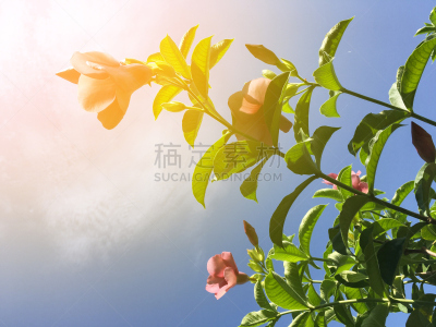 自然,园林,美,水平画幅,枝繁叶茂,无人,软枝黄蝉,户外,特写,泰国